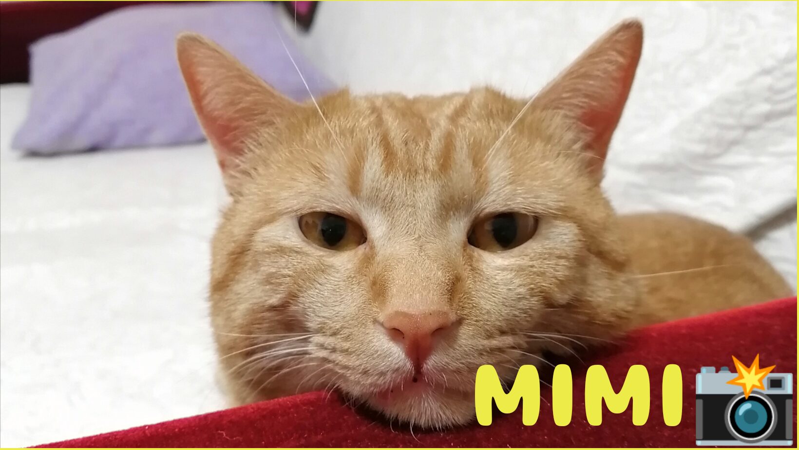 Mimi